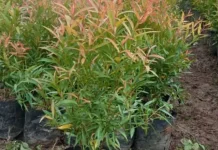 Teh Pucuk Merah: Pilihan Herbal Gaya Hidup Sehat