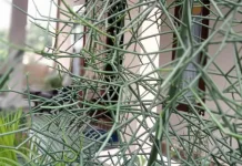Tanaman Patah Tulang: Keunikan Alam Bernilai Herbal Tinggi