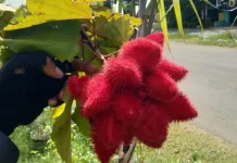 Buah Lipstik: Misteri Buah Unik, Tampilan Seperti Kosmetik