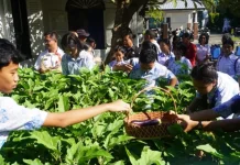 Panen Sayur SMPN 1 Singaraja, Bukti Belajar Berbasis Lingkungan