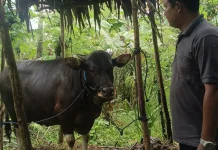 Permintaan Sapi Kurban Buleleng Melonjak, Kuota Diminta Ditambah