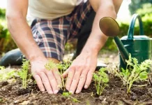 Terapi Berkebun di Lahan Sempit Sebagai Solusi Relaksasi di Perkotaan