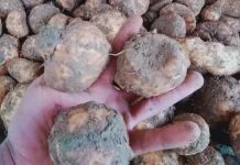 Umbi Porang: Superfood Lokal Kaya Manfaat dan Mendunia