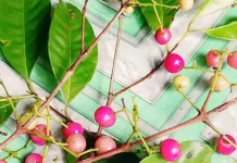 Buah Salam: Kecil Bentuknya, Besar Khasiatnya untuk Kesehatan