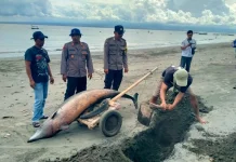 Polres Jembrana Tangani Lumba-Lumba Terdampar di Pantai Melaya