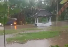 Dua Sapi Sempat Hanyut Terseret Banjir di Melaya