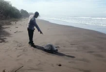 Penyu Lekang Mati Terdampar di Pantai Yehembang