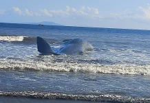 Paus Terdampar di Pantai Nusasari