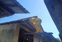 Warga Yehsumbul Minta Bantuan Damkar Tangani Sarang Tawon