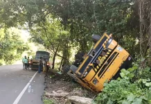 Diduga Sopir Mengantuk, Truk Muat Kedelai Terperosok