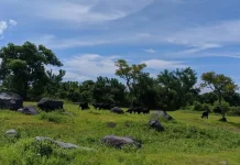 Savana Tianyar Bali, “Afrika van Bali” yang Kian Memikat Wisatawan