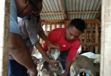 Dinas Pertanian Pastikan Stok Hewan Kurban Tersedia
