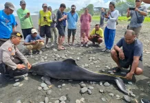 Lumba-Lumba Mati di Pantai Yehsumbul Dievakuasi