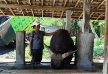 Sapi Bali asal Sumbersari Terpilih Hewan Kurban Bantuan Presiden RI