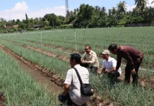 Gerokgak Jadi Sentra Bawang Merah, DPRD Buleleng Minta Irigasi Segera Direhab