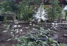 Kumis Kucing, Tanaman Herbal yang Banyak Dimanfaatkan untuk Kesehatan