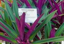 Tanaman Kerang Nanas: Herbal Alami yang Kaya Manfaat