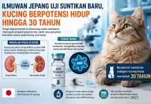 Terapi Baru untuk Kucing Lansia Dikembangkan