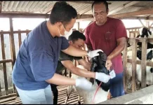 Petugas Periksa Kesehatan Hewan Kurban di Jembrana