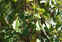 Panen Cengkeh di Padangbulia Meningkat, Petani Sebut Siklus Dua Tahunan