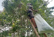 Krisis Pemetik Cengkeh di Gitgit, Risiko Tinggi dan Upah Rendah Jadi Penyebab