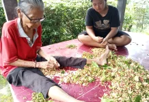 Ngepik Cengkeh Jadi Tradisi Musiman Warga Padangbulia