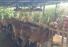 Jelang Iduladha, Distankan Buleleng Awasi 57 Titik Pemotongan Hewan Kurban