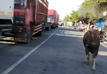 Sapi Kurban Lepas, Sempat Masuk Antrean Gilimanuk