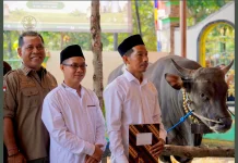 Masjid Ar-Rahmah Tegallinggah Terima Sapi Kurban Presiden Seberat 868 Kilogram