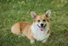 Peringatan 4 Juni: Hari Corgi Internasional