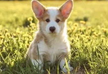 Hari Corgi Internasional, Begini Sejarahnya