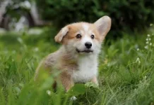 Ketahui Latar Belakang Peringatan Hari Corgi Internasional