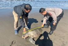 Polsek Mendoyo Sigap Tangani Temuan Penyu Lekang Mati di Pesisir Yehembang