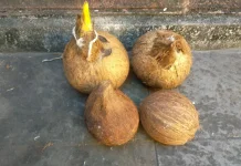 Makna Filosofis di Balik Bersihnya Kelapa Daksina