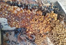 Jangan Salah Pilih! Ini Perbedaan Madu Lebah Klanceng dengan Madu Lebah Umum