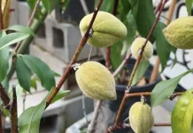 Almond Muda: Sensasi Rasa Unik dari Buah yang Belum Matang