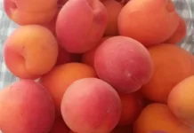 Buah Aprikot, Si Kecil Kaya Nutrisi : Ciri dan Manfaatnya