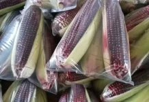 Jagung Ketan Hitam: "Superfood" Lokal Lezat dan Kaya Manfaat