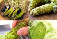 Wasabi: Tanaman Asli Jepang yang Bernilai Emas