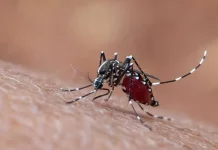 Latar Belakang Peringatan Hari Demam Berdarah Dengue ASEAN