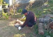 Tiga Warga Jembrana Digigit Anjing Suspect Rabies