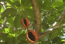 Buah Faloak: Herbal Asal NTT yang Kaya Manfaat