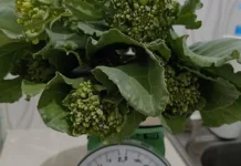Mengenal Brokolini: Kembaran Brokoli dengan Manfaat Nutrisi Berbeda