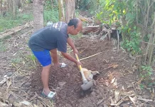 Sampel Otak Anjing Penyerang Warga Tegal Badeng Positif Rabies