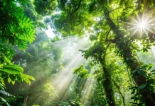 Mengenal Peringatan Hari Hutan Hujan Sedunia