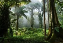 Sejarah Hari Hutan Hujan Sedunia