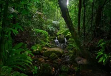 Hari Hutan Hujan Sedunia, Ini Latar Belakangnya