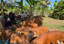 Jembrana Bidik Jadi Sentra Kambing dan Sapi Terbesar di Bali