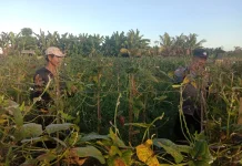 Bhabinkamtibmas Gumbrih Ajak Petani Perkuat Ketahanan Pangan