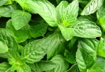 Daun Kemangi, Bahan Sederhana yang Kaya Rasa dan Manfaat untuk Menu Sehari-hari